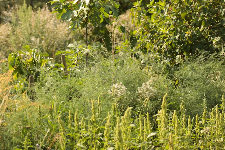 DAF-Acker in Erbenheim
